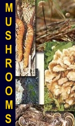 Ormus Minerals Ormus Rich Mushrooms supplement