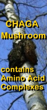 Ormus Minerals - CHAGA MUSHROOMS have amino acids