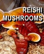 Ormus Minerals REISHI Mushrooms