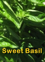 Sweet Basil Essential Oil Beneftis