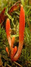 Ormus Minerals Ormus Rich Mushrooms - Cordyceps