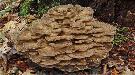 Ormus Minerals Ormus Rich Mushrooms -Mitake 