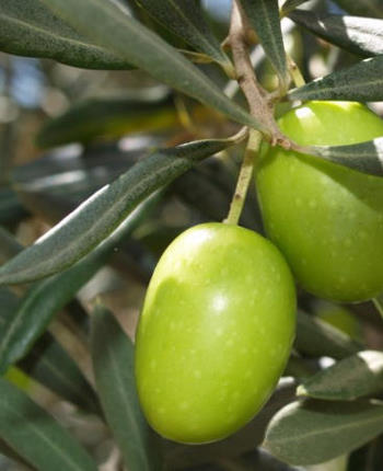 Extra Virgin Olive Oil Benefits