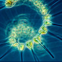 Ormus Minerals Ocean Nectar Marine Phytoplankton -ocean food webs